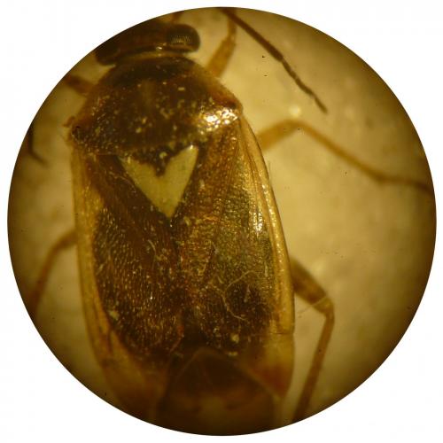 Réf. 251 733 : Orthops sp.